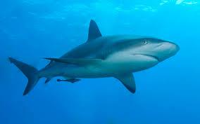 Shark! Shark!