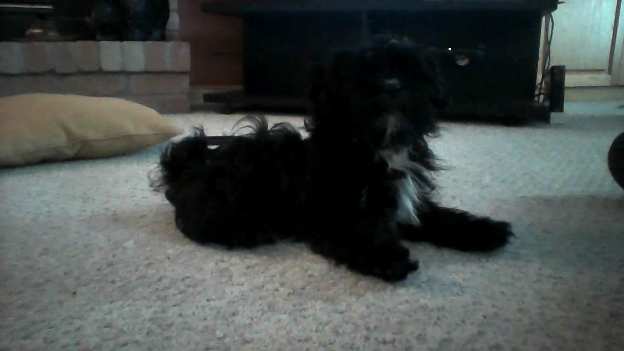 Bear! 4 months *Chihuahua Pomeranian schnauzer mix* Bear! 4 months *Chihuahua Pomeranian schnauzer mix*