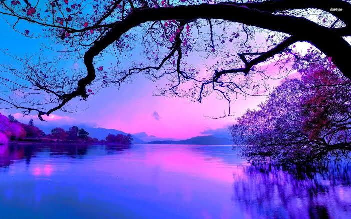 Purple Purple