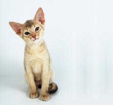 Abyssinian Abyssinian
