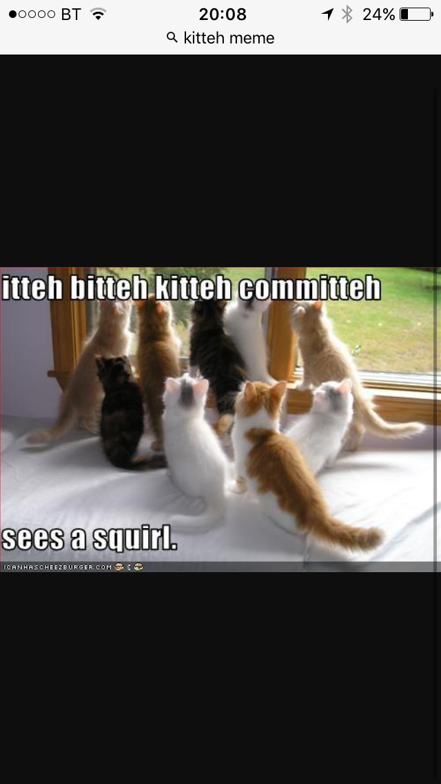 Kitteh! The kyootest animal of them all Kitteh! The kyootest animal of them all