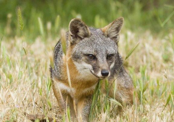 Island Fox Island Fox