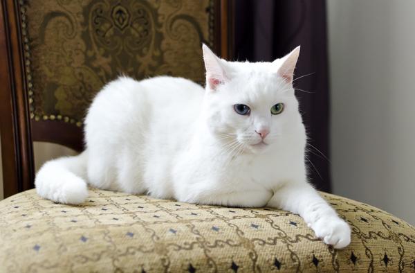 White White