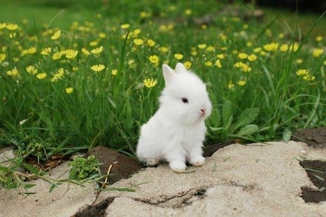 Bunnies! Bunnies!