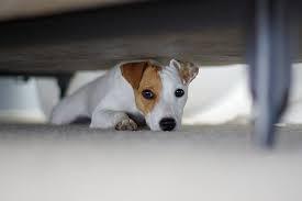 aghh! I have to hide my dog!