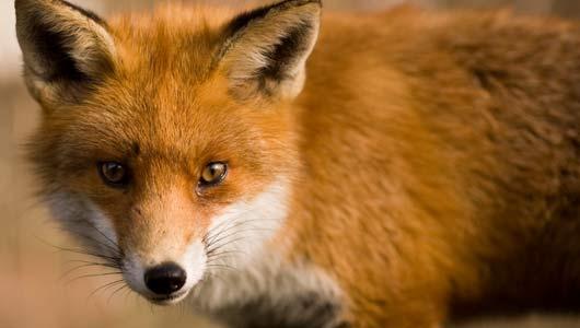 FOXES! FOXES!
