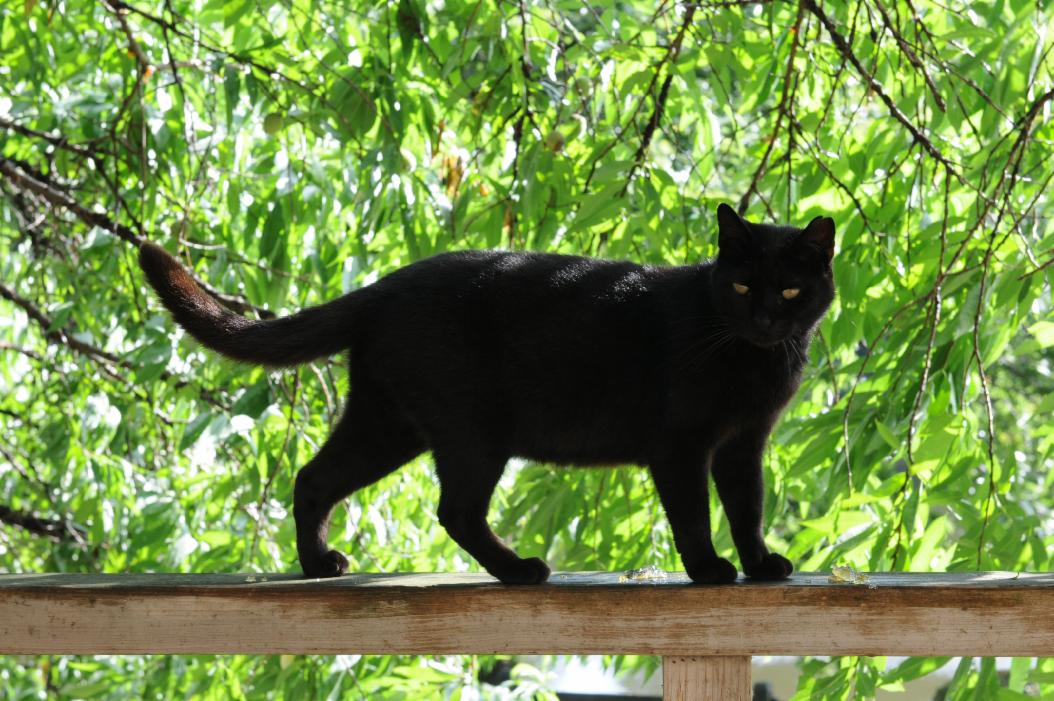RavenPelt RavenPelt
