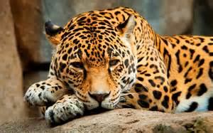 Jaguar Jaguar