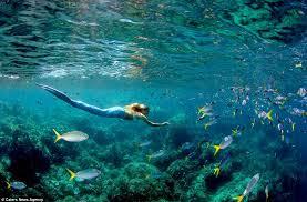 Mermaid for girls / Merman for boys Mermaid for girls / Merman for boys