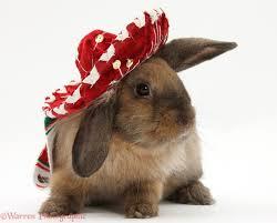 sombrero bunny!