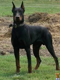 Doberman