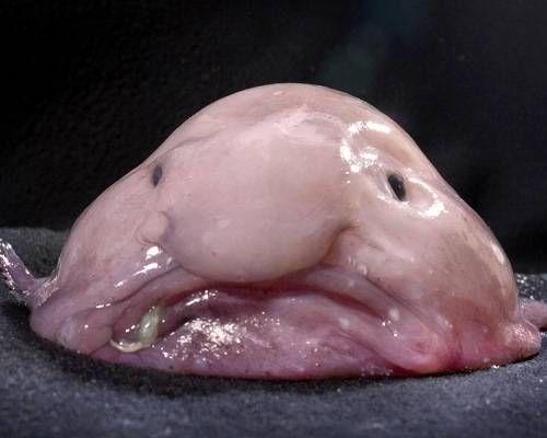 Blobfish