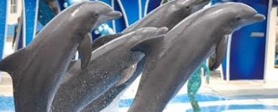 Dolphins Dolphins