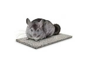 Chinchilla Chinchilla