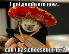 I HAZ CHEESEBUGER