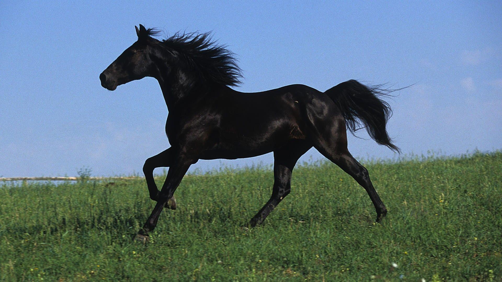 Black Black