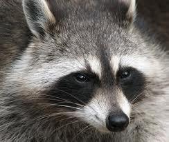 Racoons Racoons