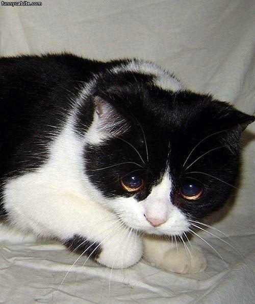 Sad cat 8 Sad cat 8