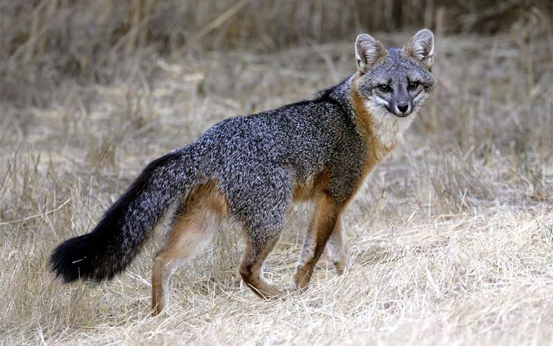 Grey Fox