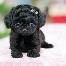 Black Puppy