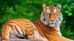 Tigers! Tigers!