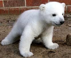 Polar Bear Polar Bear