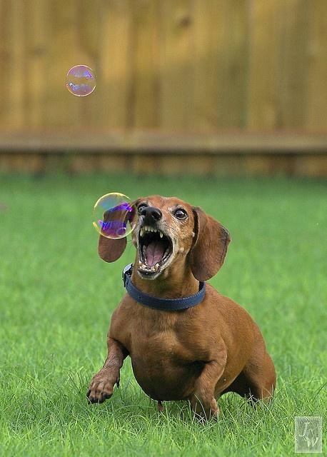 Ferocious Bubble Eaters Ferocious Bubble Eaters