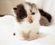 Cutie cat