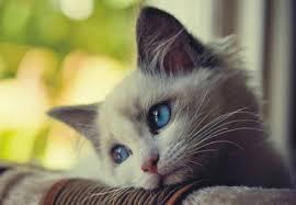 Cat Cat