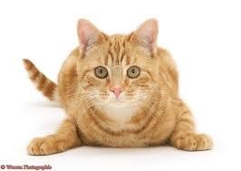 Cat Cat