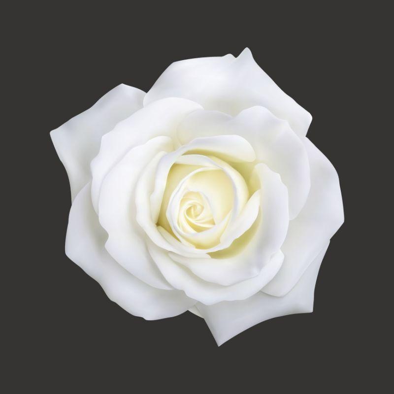 White White