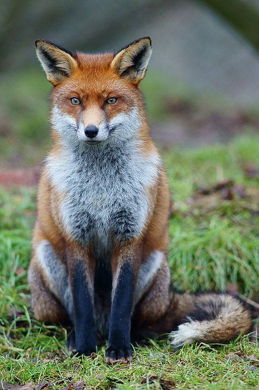 Red fox