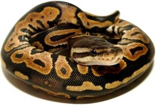 I love snakes! I love snakes!