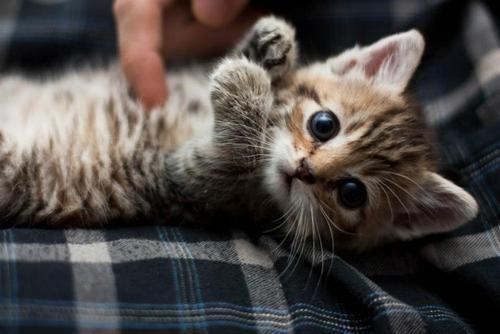 belly rub kitten