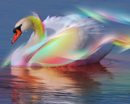 Swan Swan