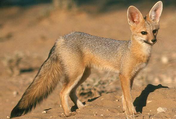 Cape Fox Cape Fox