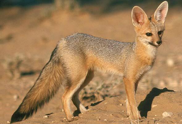 Cape Fox