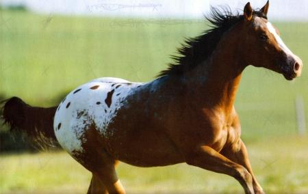 Appaloosa