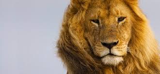 Lions! Lions!