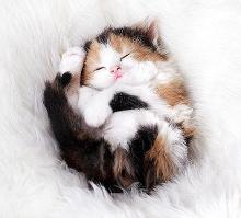Dat Cute Little Kitty