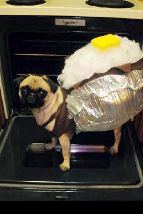 Pug Potato Pug Potato