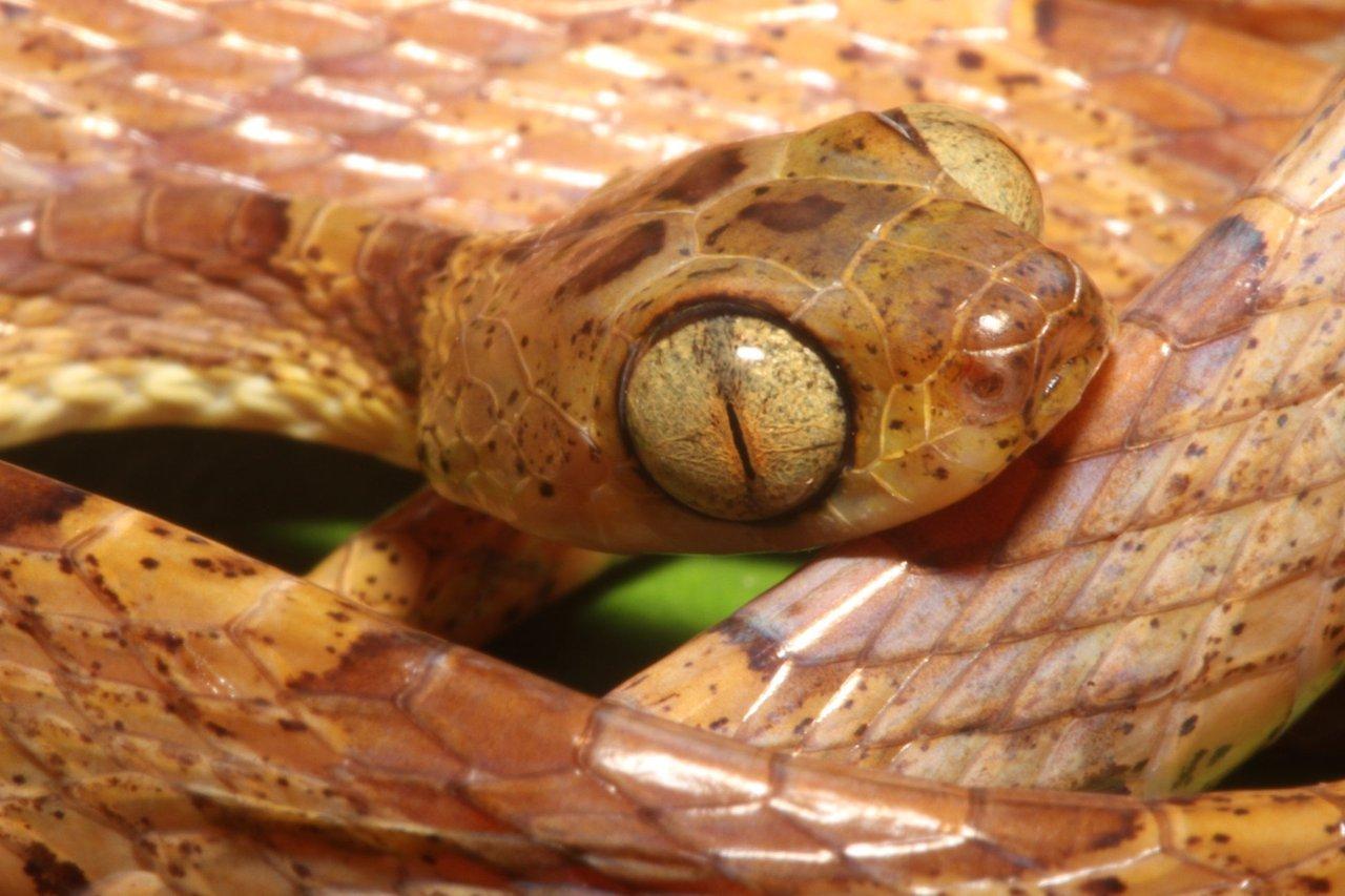 blunt headed tree snake