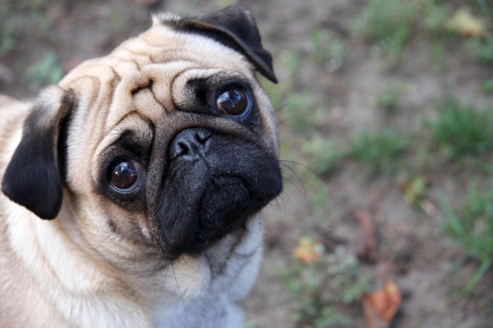 Pug!! Pug!!