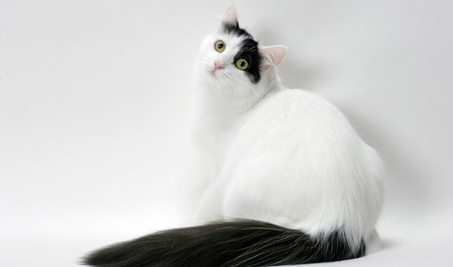 Turkish Van