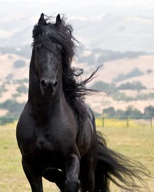 Black Black