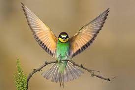 Bird Bird