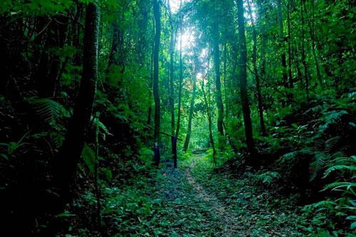 Russian Forest Russian Forest