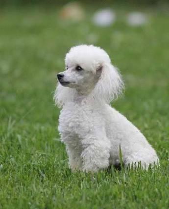 poodle poodle