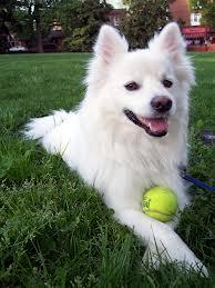 dog dog