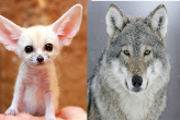 Both *so i can turn wolf and a fennce fox...YAY!*